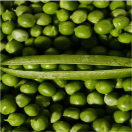 بازلاء الحديقة العضوية